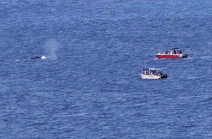 baleine-ferry-6