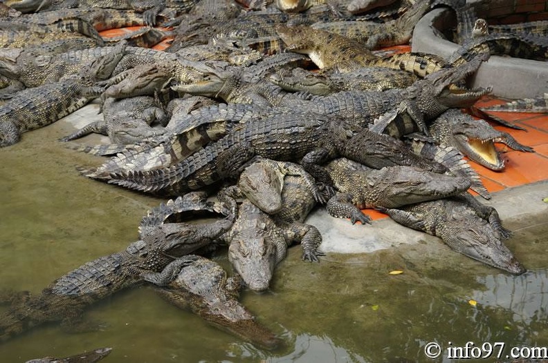 DSC04360ferme-crocodile.jpg