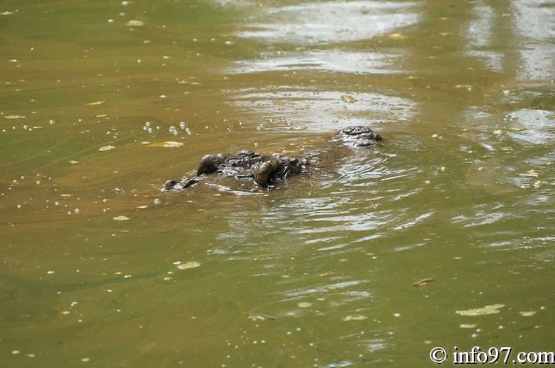 DSC04363ferme-crocodile.jpg