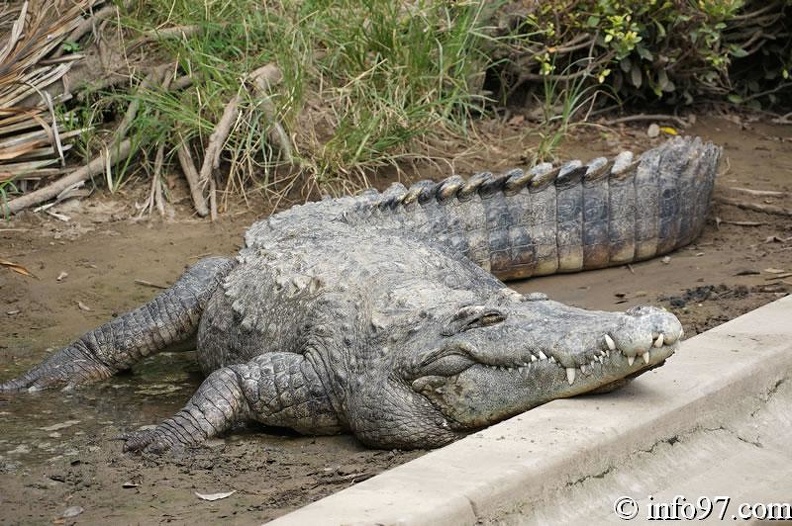 DSC04375ferme-crocodile.jpg