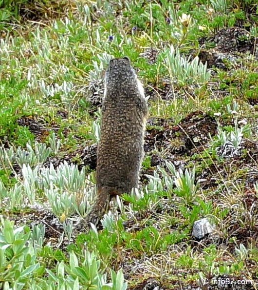 lac-maligne-44.jpg