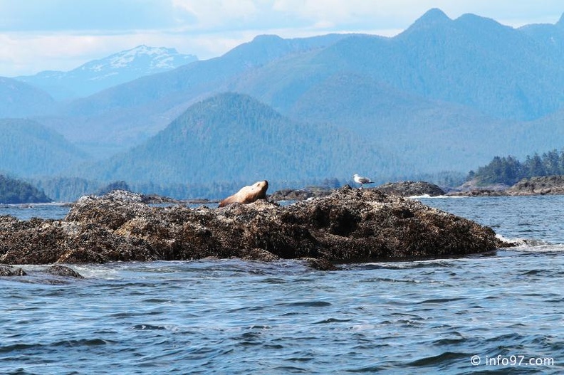 tofino-BC-baleine-17.jpg