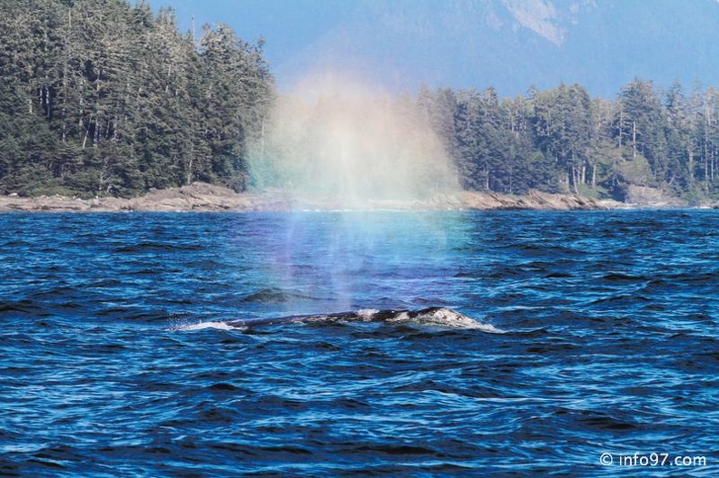 tofino-BC-baleine-23.jpg