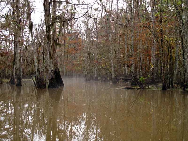 bayou51.jpg