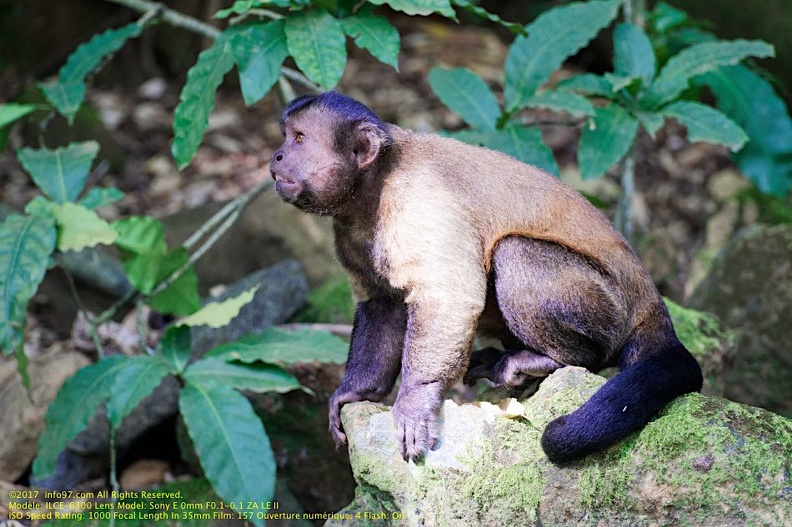 guyane111-iles-du-salut.jpg