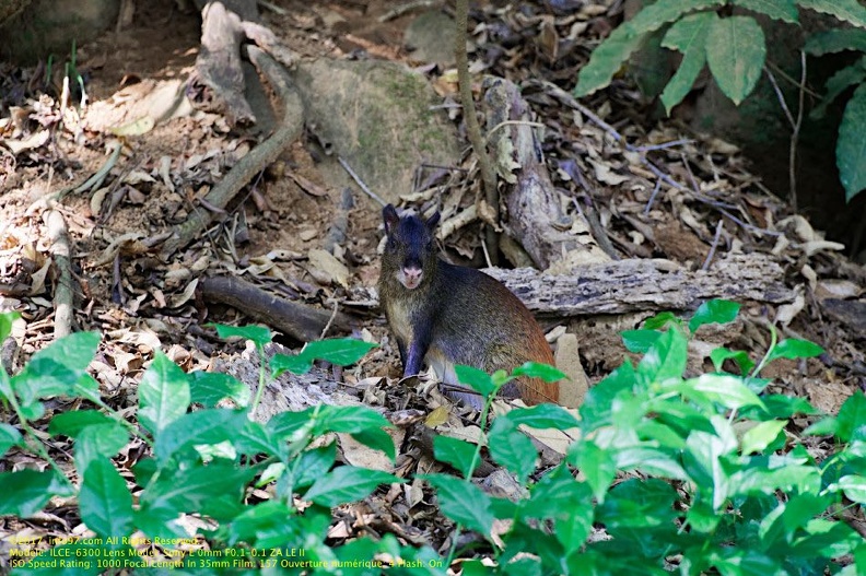 guyane114-iles-du-salut.jpg