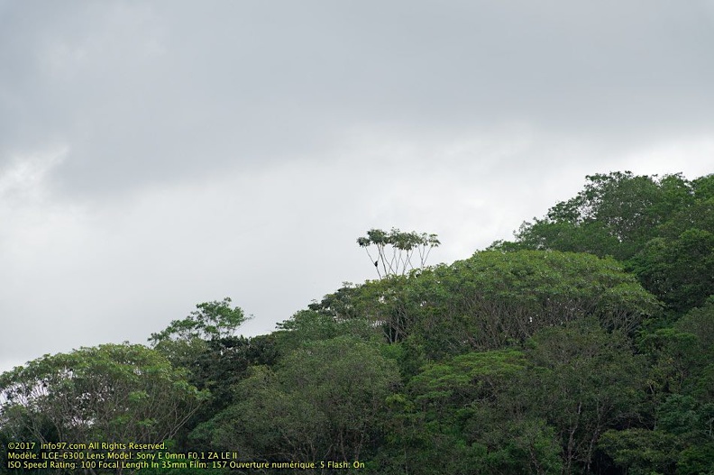 guyane057-marais-kaw.jpg