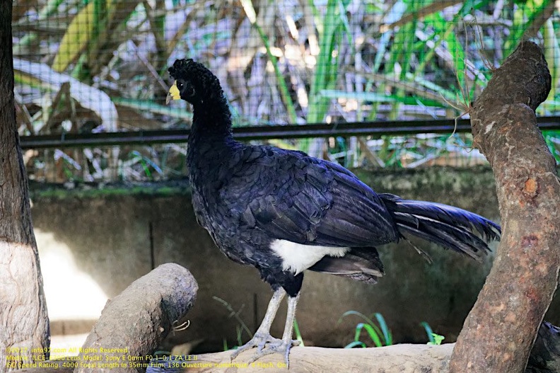 guyane08-zoo-cayenne.jpg