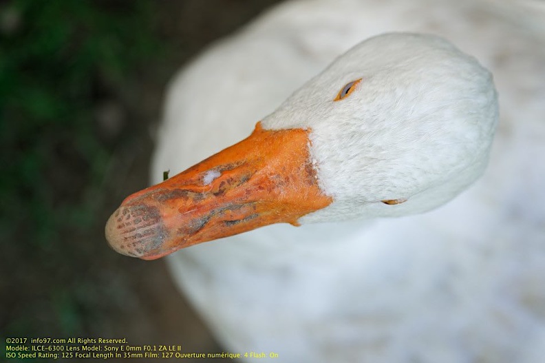 guyane19-zoo-cayenne.jpg