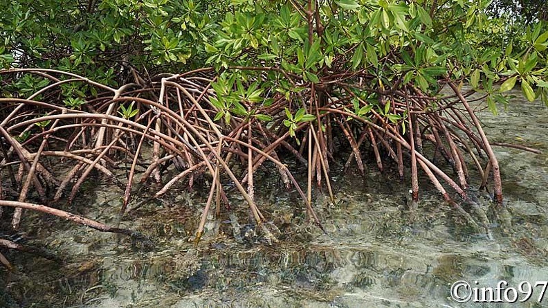 la-mangrove122.jpg