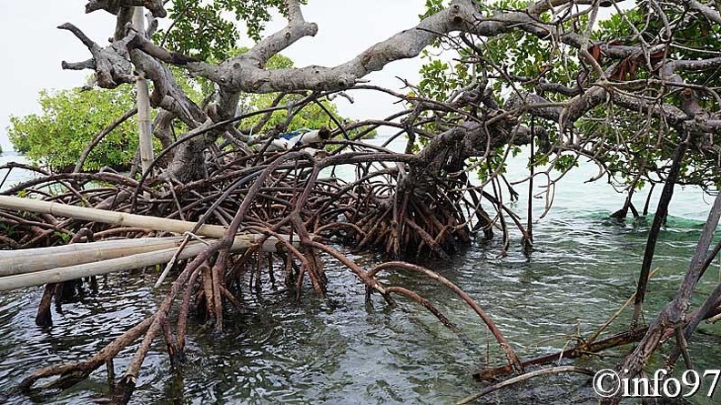 la-mangrove123.jpg