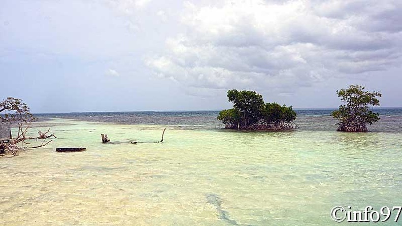 la-mangrove5.jpg