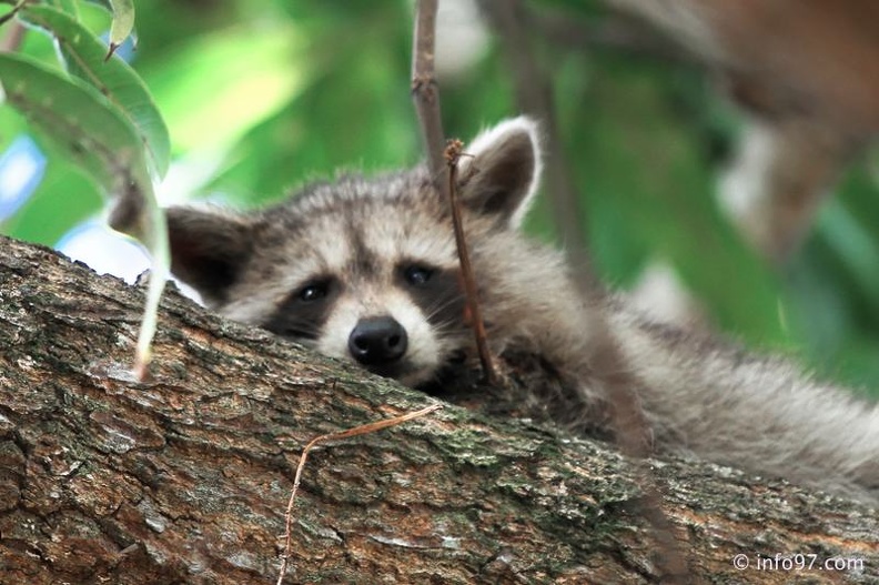 racoon-2015-04.jpg