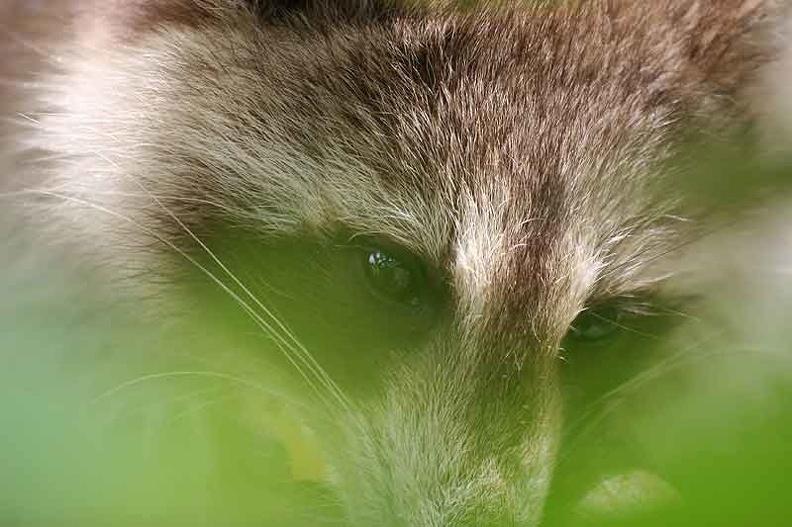 RACOON-034.jpg