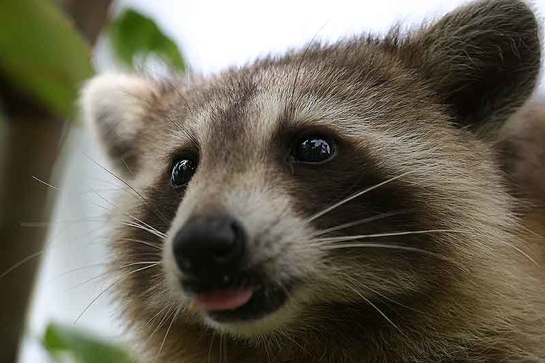 RACOON-092.jpg