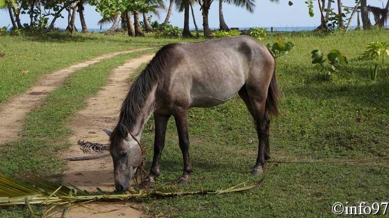 animaux-st-domingue11.jpg