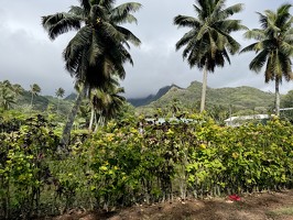IMG 2894-rarotonga-NZ
