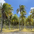 IMG 3626-Rangiroa