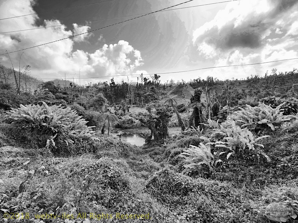 P1035015dominica-j1. - P1035015dominica-j1..jpg P1035015dominica-j1..jpg