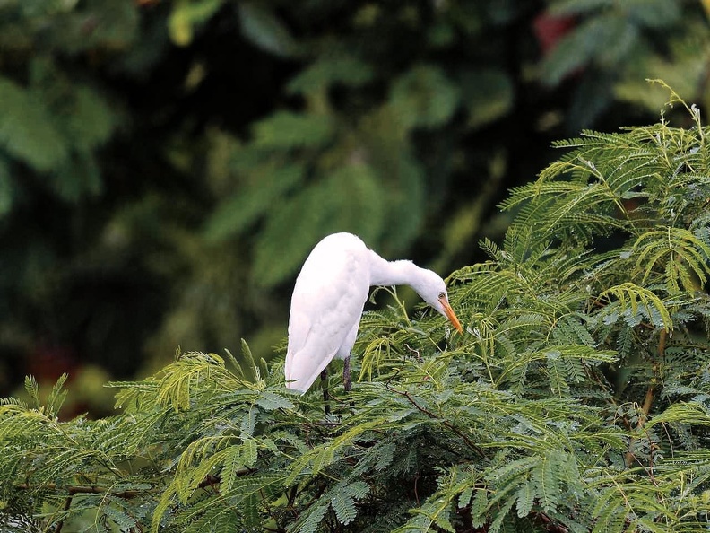 7aigrette.jpg