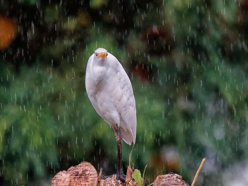 9aigrette.jpg