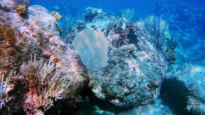 corail-deshaies.jpg