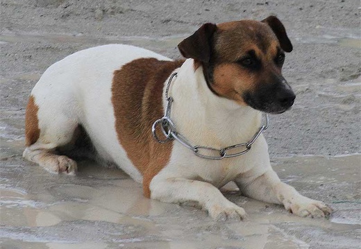 Jumping-VOLKWAGEN-inter-iles