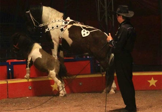 animaux