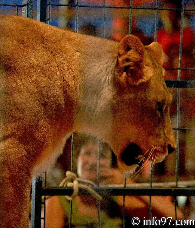 animaux9.jpg