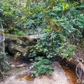 DSC05467nature-foret.jpg