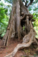 DSC05037petit-circuit-angkor