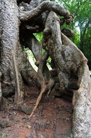 DSC05038petit-circuit-angkor