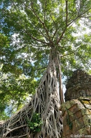 DSC05169petit-circuit-angkor