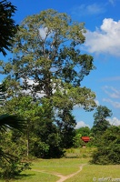 DSC05191petit-circuit-angkor