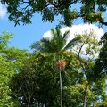 P1010035-Hilo.jpg