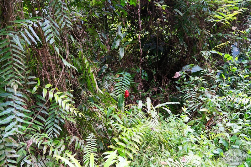 DSC03608cu-chi-tunnel.jpg