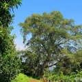 DSC03145ethnie-jarais.jpg