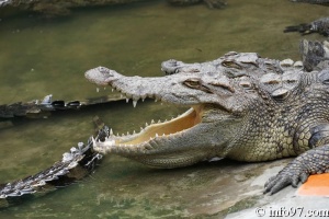 DSC04345ferme-crocodile