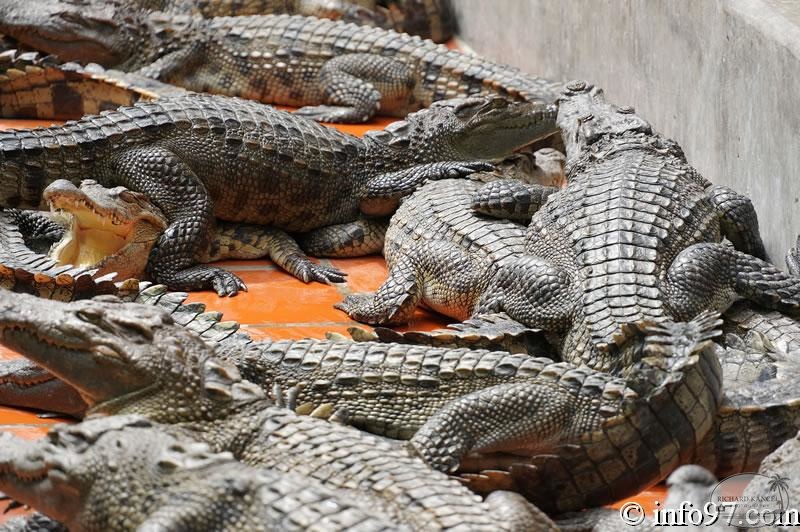 DSC04349ferme-crocodile.jpg