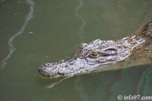 DSC04350ferme-crocodile