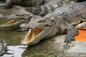 DSC04351ferme-crocodile