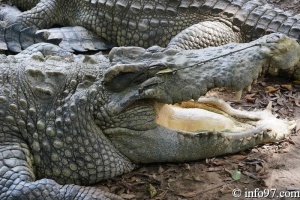 DSC04353ferme-crocodile