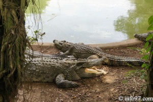 DSC04354ferme-crocodile