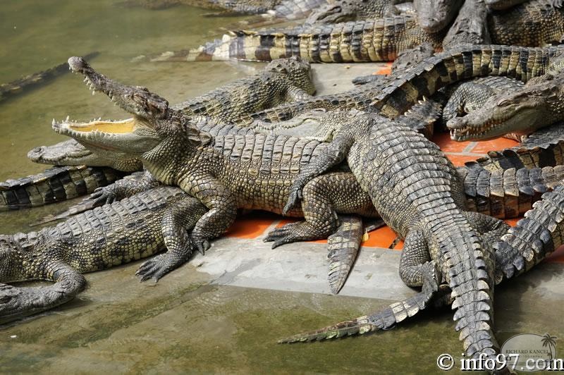 DSC04356ferme-crocodile.jpg