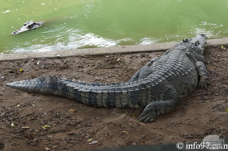 DSC04376ferme-crocodile.jpg