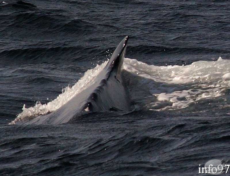 baleine1.jpg