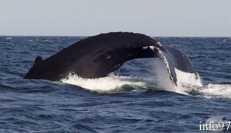 baleine10.jpg