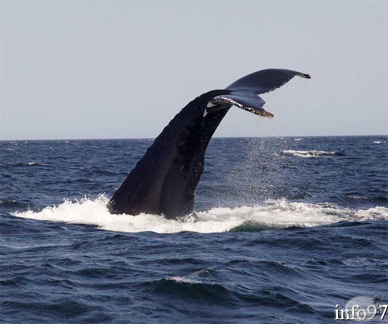 baleine14.jpg