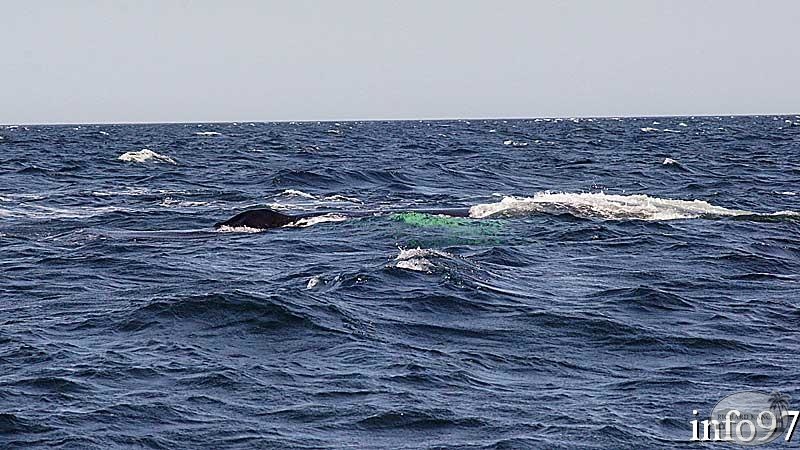 baleine16.jpg