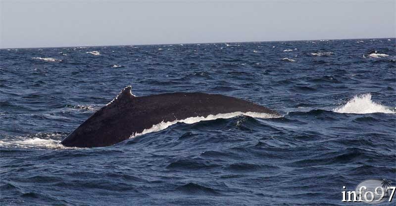 baleine18.jpg